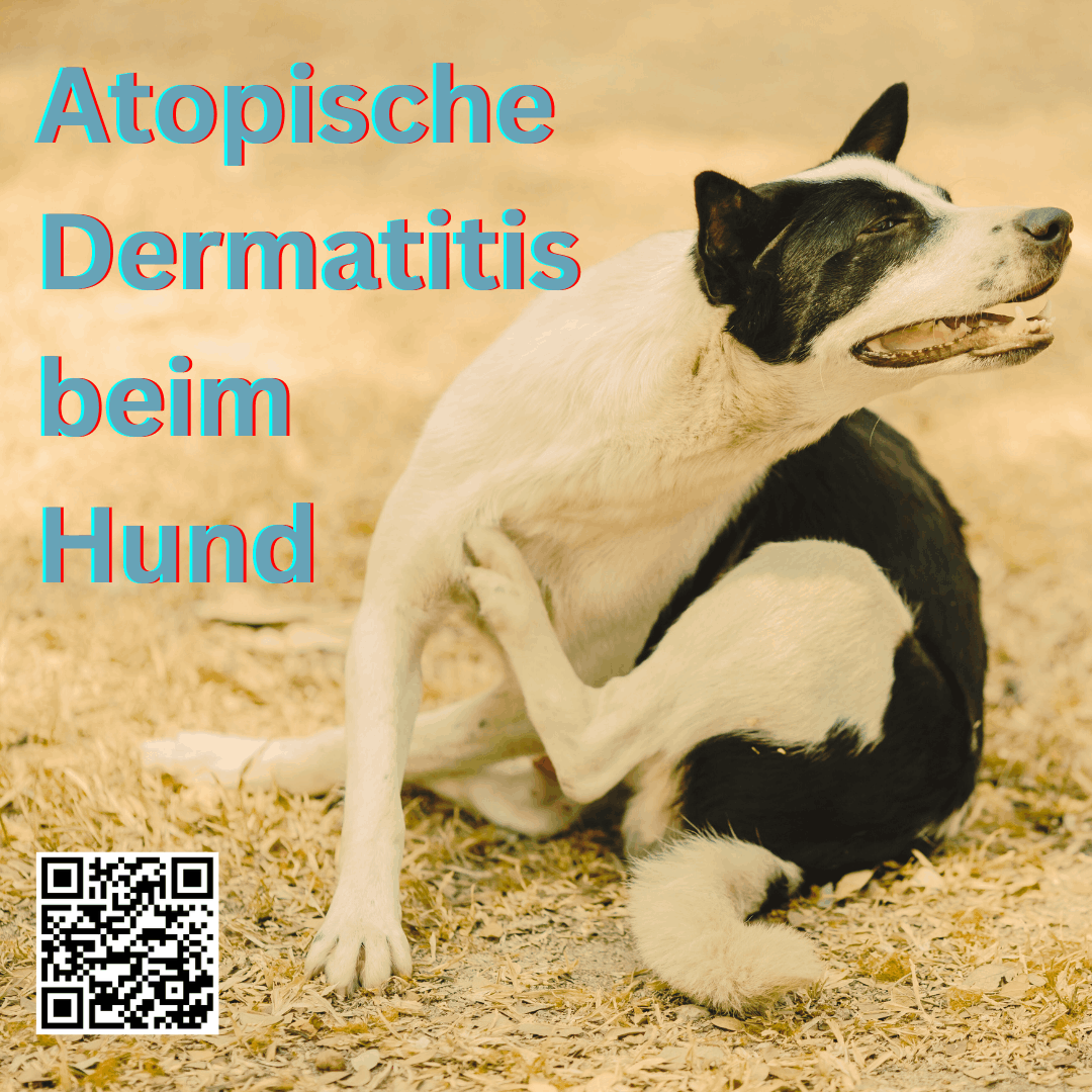 Atopische Dermatitis beim Hund